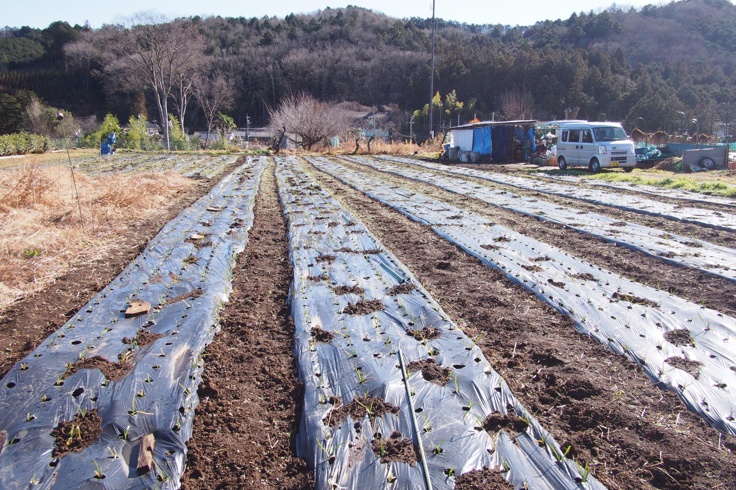 ニンニク圃場