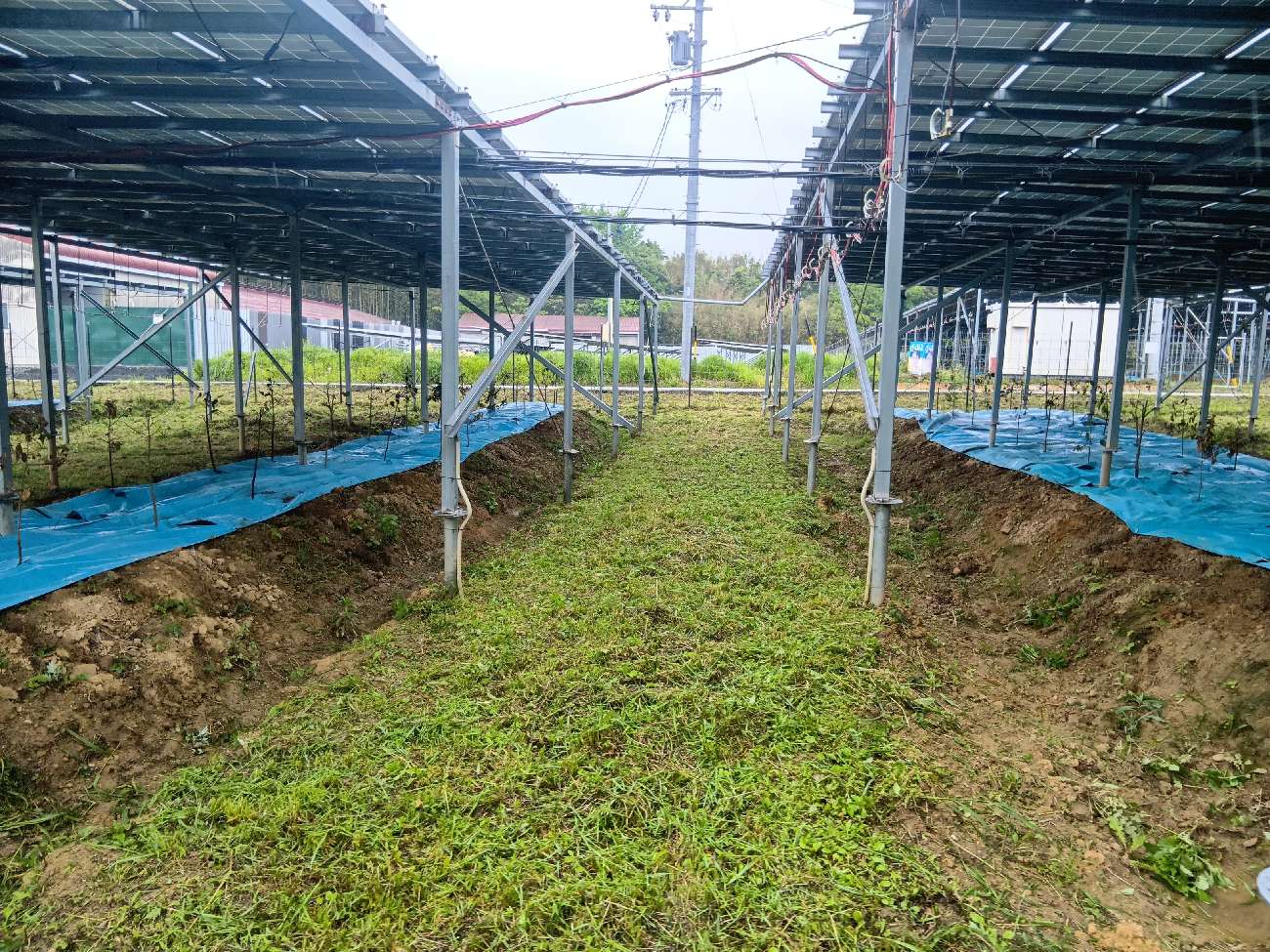 浜松圃場4月30日芝刈り