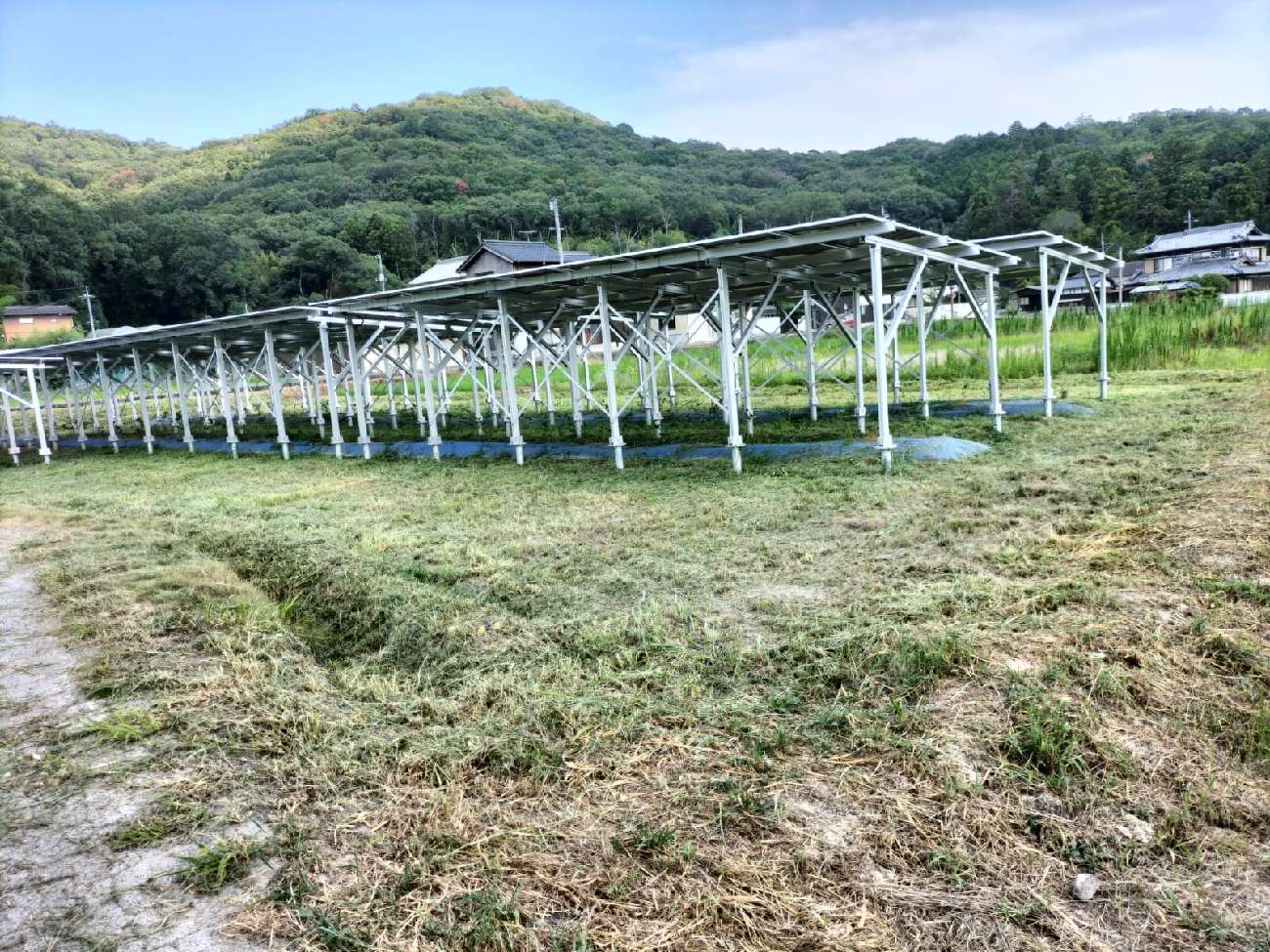 岡山圃場7月29日草刈り