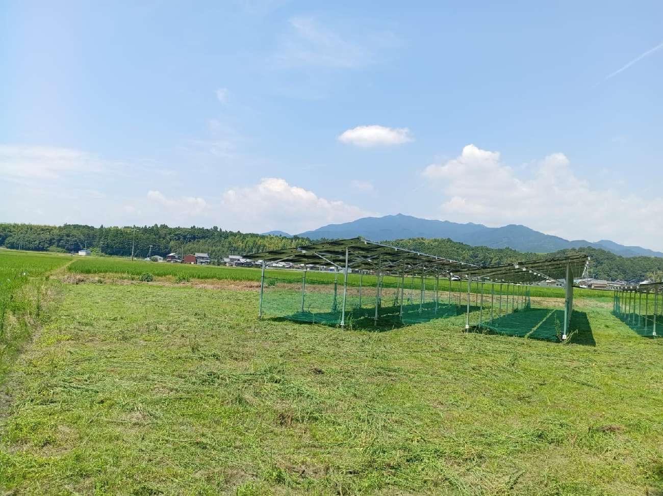 三重圃場7月17日草刈り