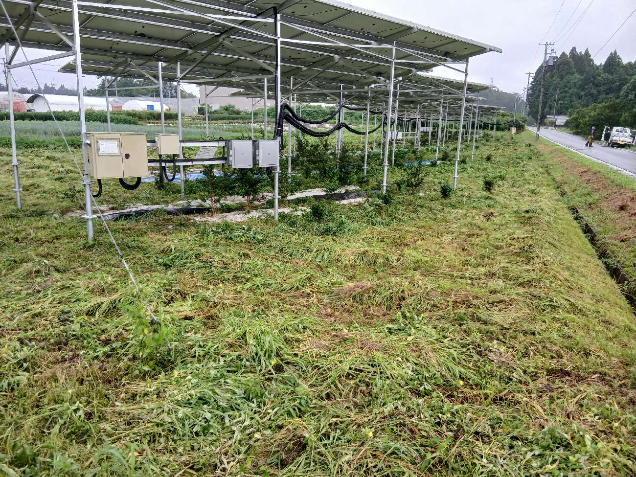 福島圃場8月4日草刈り