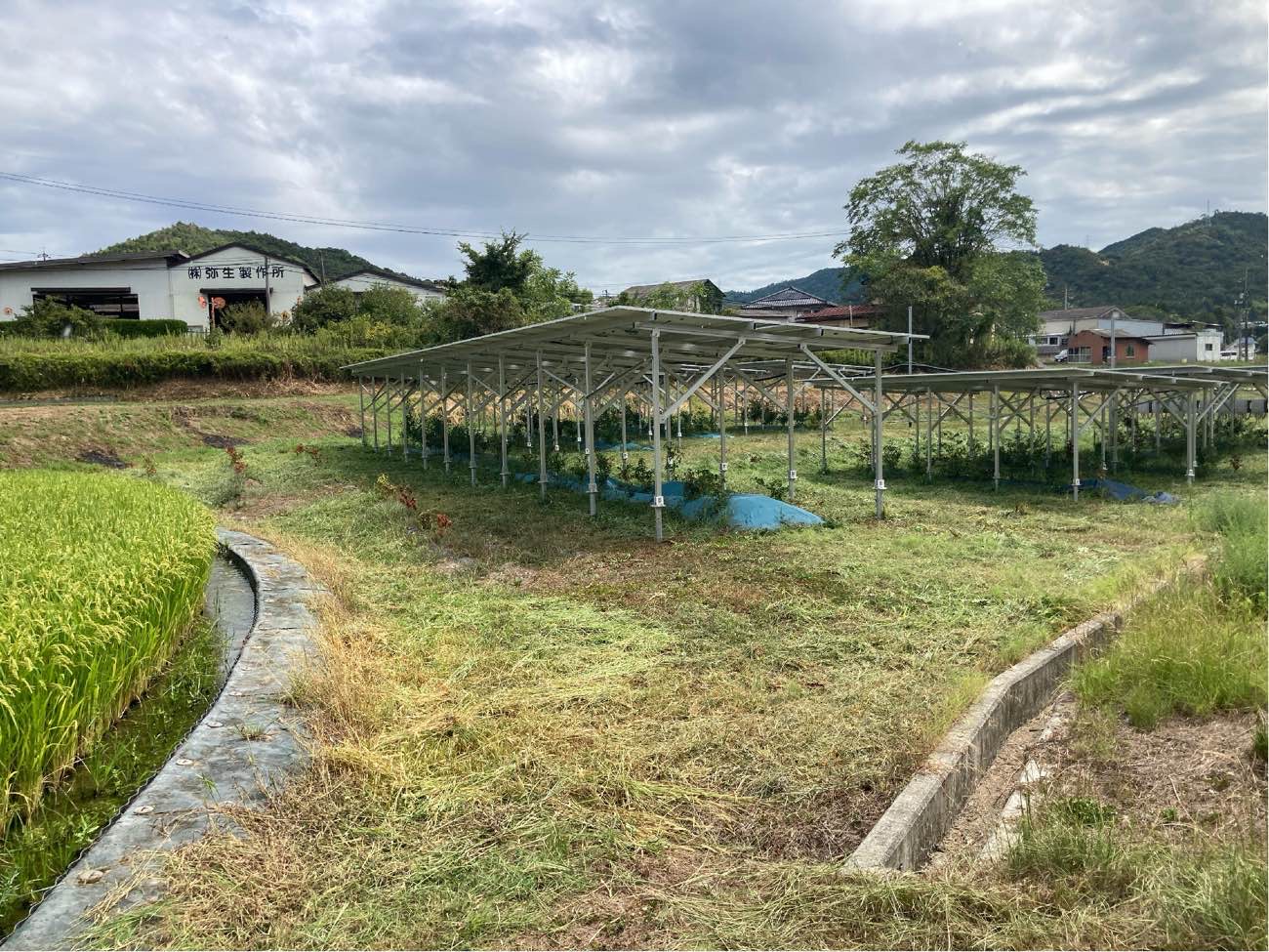 広島圃場9月2日草刈り