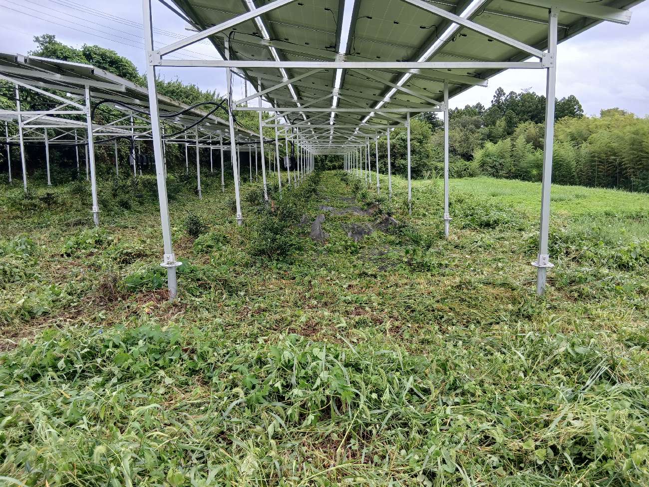 福島圃場9月10日草刈り