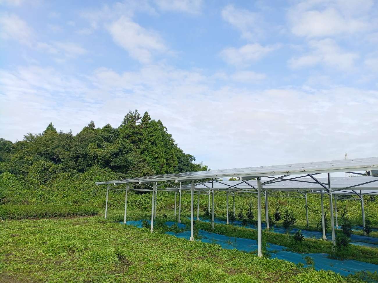 三重圃場9月18日草刈り